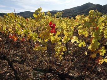 Les vinyes configuren un paisatge únic al paratge natural de Poblet dins la zonificació vitícola de la DO Conca. J.F