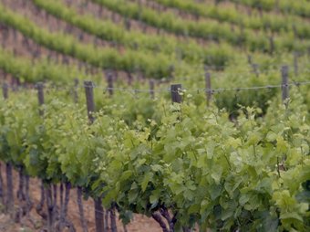 Les vinyes certifiquen el lligam de la comarca amb la viticultura.  PEDRENCA
