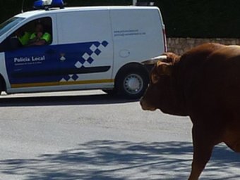 El toro i el vedell passejant pel centre de Cassà i controlats per la Policia Local. Ò. PINILLA