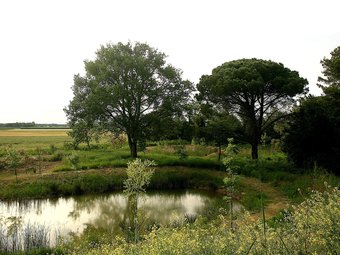 Una llacuna del parc natural del Montgrí, les Medes i el Baix Ter, a l'Estartit. MANEL LLADÓ