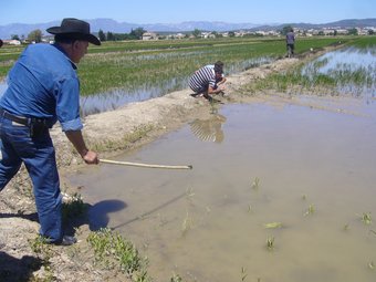 Un arrossar on els cargols s'han menjat gairebé tota la vegetació.  L.M