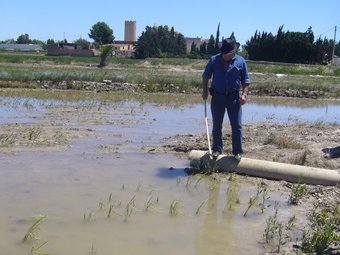 Una finca del costat de l'ermita de l'Aldea afectada per la plaga. L.M