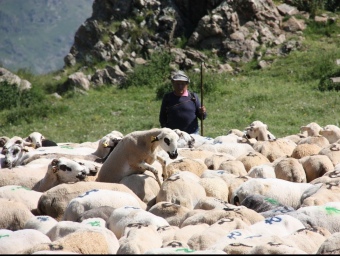 Un pastor guarda els ramats de diversos propietaris, al Pallars Sobirà. MARTA LLUVICH / ACN