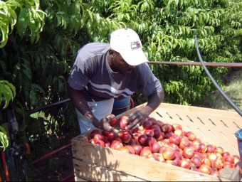 Un temporer recollint nectarines alBaix Segre, on els pagesos ja tenen contractats tots els treballadors ACN