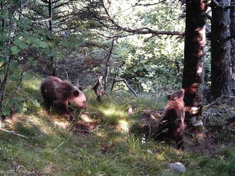 Els dos cadells d'ós fotografiat la setmana passada al Pirineu. DEPARTAMENT MEDI AMBIENT