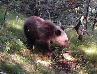 L'ós bru va ser reintroduït al Pirineu a finals dels anys noranta. A la imatge, dos cadells localitzats aquest any. EL PUNT