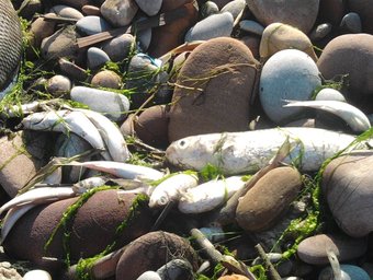 Imatge dels peixos morts. AE-AGRÓ