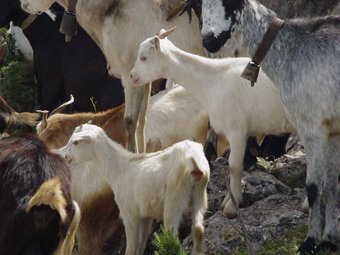 Exemplars de cabra blanca a la fira ramadera que es fa cada any a Rasquera. EL PUNT