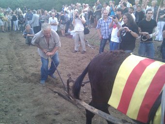 Pep Riera fent llaurar el ruc per deixar a punt el camp on sembrar la llavor de la independència. E.F