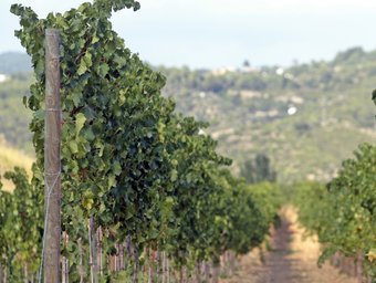 Imatge de les vinyes conreades als terrenys de Ca n'Astruc a la població d'Esparreguera JUANMA RAMOS