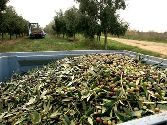 Recollida d'olives als camps de conreu d'oliveres de Torroella de Fluvià.  MANEL LLADÓ