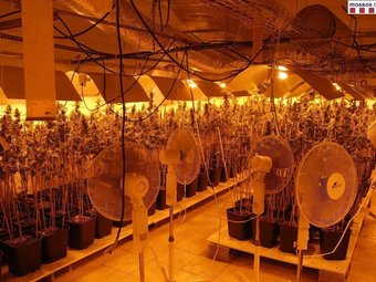 Imatge de la plantació de marihuana, amb els sistemes de ventilació.