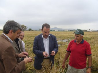 Espadaler va visitar un arrossar afectat per la plaga.