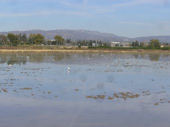 Un arrossar de l'Aldea que ahir atreia nombroses aus aquàtiques, però que en pocs dies estarà eixut. L.M