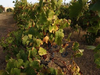 Vinyes del Celler de Santa Maria la Palma de l'Alguer, a Sardenya, que es replantaran a Catalunya ACN