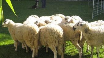 Un grup d'ovelles de la raça xisqueta durant una de les activitats de la mostra.  AJUNTAMENT DE SORT