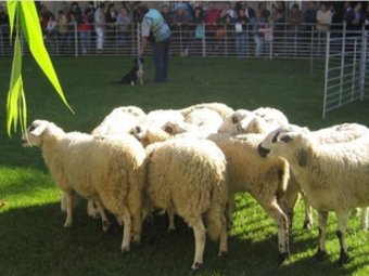 Ovelles de raça xisqueta en una demostració a la fira de Sort de l'any passat. AJUNTAMENT DE SORT