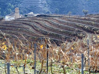 Els colors de les vinyes, temàtica del concurs. EL PUNT