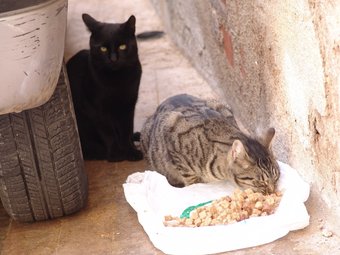 Gats de carrer a Valls alimentats per veïns. A. ESTALLO