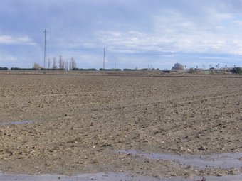 Un arrossar pràcticament eixut al terme municipal de l'Aldea. L.M