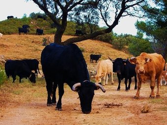 Els bous van ser introduïts a la serra del Perelló fa una setmana. CEDIDA