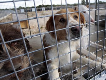Exemplars de gossos que han estat acollits a la Protectora d'Animals Terres de l'Ebre, a Camarles. JOSÉ CARLOS LEÓN