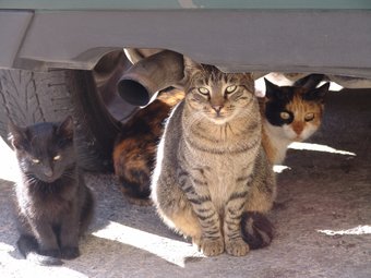 Una colònia de gats a la zona del Portal Nou de Valls, on la presència de felins va desencadenar nombroses queixes fa un any. A. ESTALLO
