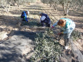 Els llauradors ocasionals aprofiten qualsevol moment per recollir les olives. ROSELLA C. SANZ