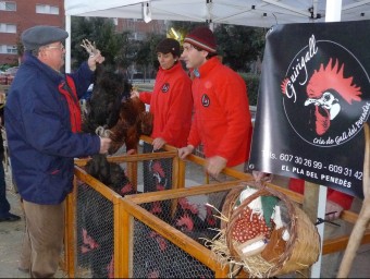 Un comprador escollint dues peces de gall autòcton del Penedès a la fira de l'any passat A.M