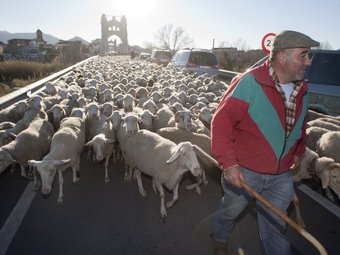 El ramat d'ovelles just després de travessar el pont penjant d'Amposta. TJERK VAN DER MEULEN