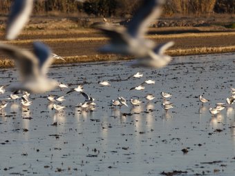 Les baixes temperatures han gelat els arrossars del Delta. TJERK VAN DER MEULEN