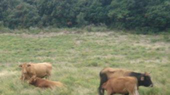 Les vaques salvatges es constitueixen en ramats d'entre cinc a vint individus. EL PUNT