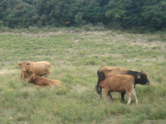 Les vaques salvatges es constitueixen en ramats d'entre cinc a vint individus. EL PUNT