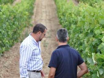 Moisès Cohen, gerent de l'empresa, supervisa ‘in situ' l'estat de la vinya EL PUNT