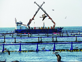 La pesca de la tonyina vermella és una activitat que no està exempta de polèmica.  ARXIU