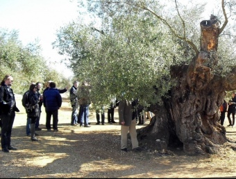 Restauradors i productors visiten les oliveres mil·lenàries