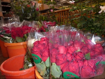 Roses al Mercat de la Flor de Vilassar de Mar a punt per ser venudes per la diada de Sant Jordi d'aquest any. LL.A