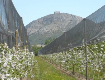 Camp de pomeres entre Gualta i Torroella, amb el massís del Montgrí al fons. A.V