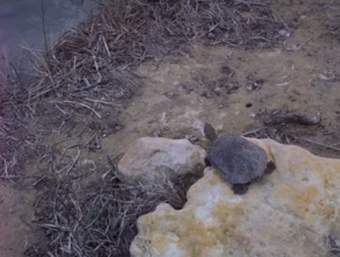 Exemplar de tortuga de rierol recuperada al Clot de Bailon de Torrent. CEDIDA