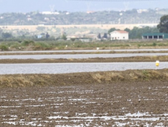 Els arrossars del delta de l'Ebre tornen a estar inundats. DIMAS BALAGUER