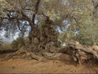 L'olivera ‘Mater' de la finca de l'Arion, que ha rebut el primer premi de l'AEMO. EL PUNT