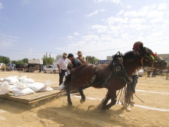 El concurs de tir i arrossegament, una de les activitats de Deltafira.  D.B