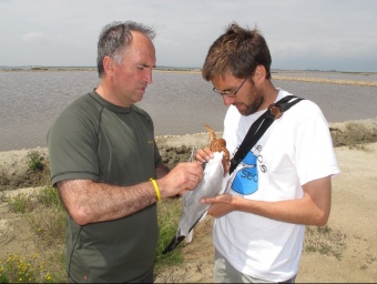 Dos investigadors col·locant l'arnès amb el GPS a un exemplar de gavina corsa. SEO/BIRDLIFE