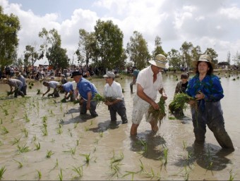 Tothom que ho vulgui pot provar de plantar l'arròs.  TJERK VAN DER MEULEN