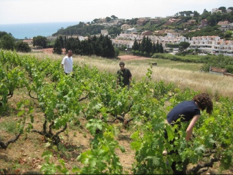 La vinya d'en Pata seu de la cooperativa del Rial d'Arenys de Mar. N. RAMON