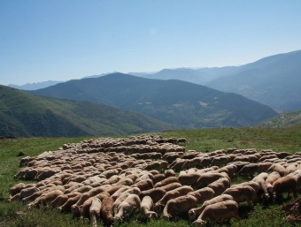 Ramats d'ovelles a la muntanya de Llessui. Estaran vigilats tot l'estiu als prats per un pastor. FERRAN GARCIA / ACN