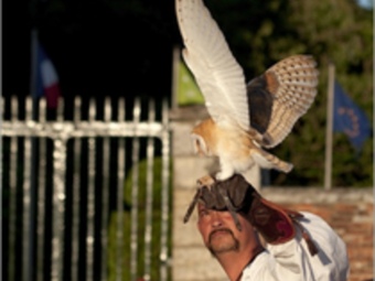 Un falconer en una de les actuacions que es podran veure durant tot l'estiu a Arles. ARLES