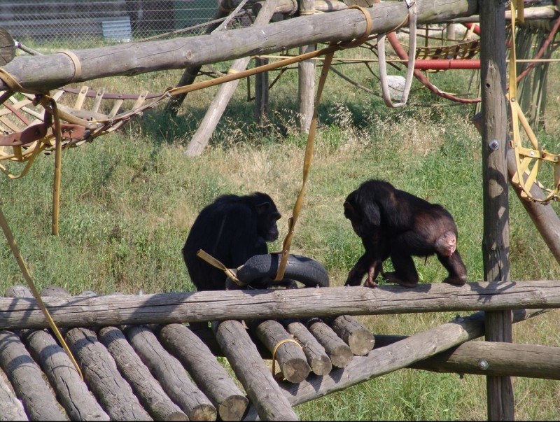 Dois ximpanzés rescatats que viuen a la Fundació Mona de Riudellots de la Selva. J.M.S