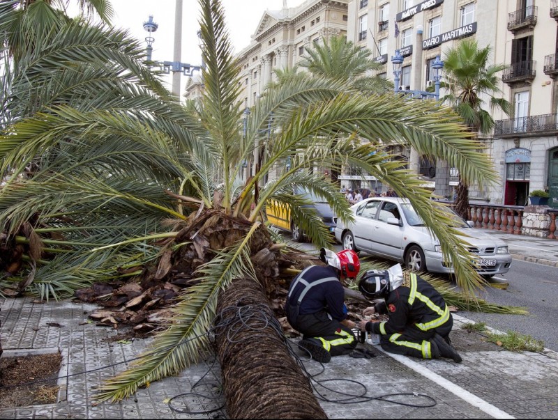 Dos Bombers retiren una palmera caiguda al Passeig Colom de Barcelona a causa del xàfec d'aquesta tarda TONI GARRIGA / EFE