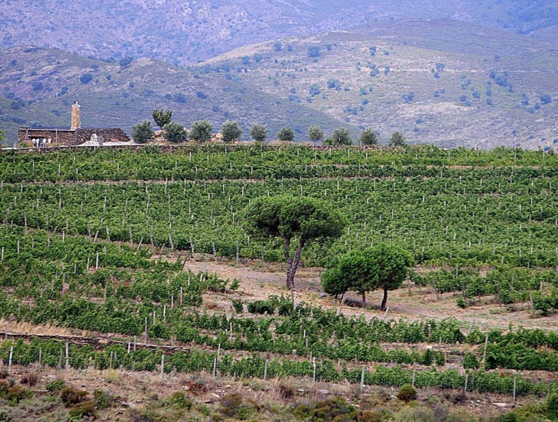 Una imatge d'una de les vinyes que el celler Martín Faixó té a Cadaqués MANEL LLADÓ